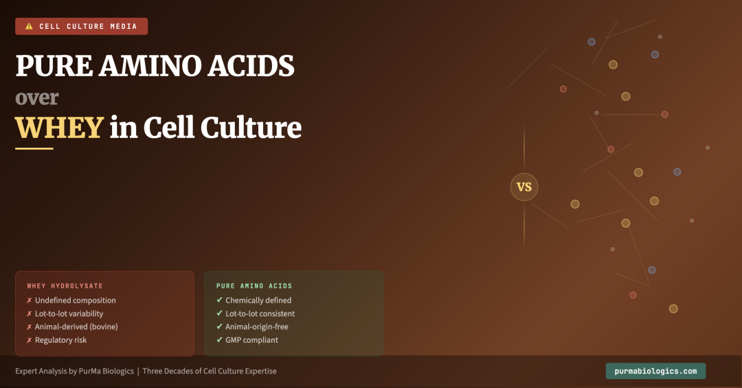 Comparison of whey and pure amino acids in cell culture media