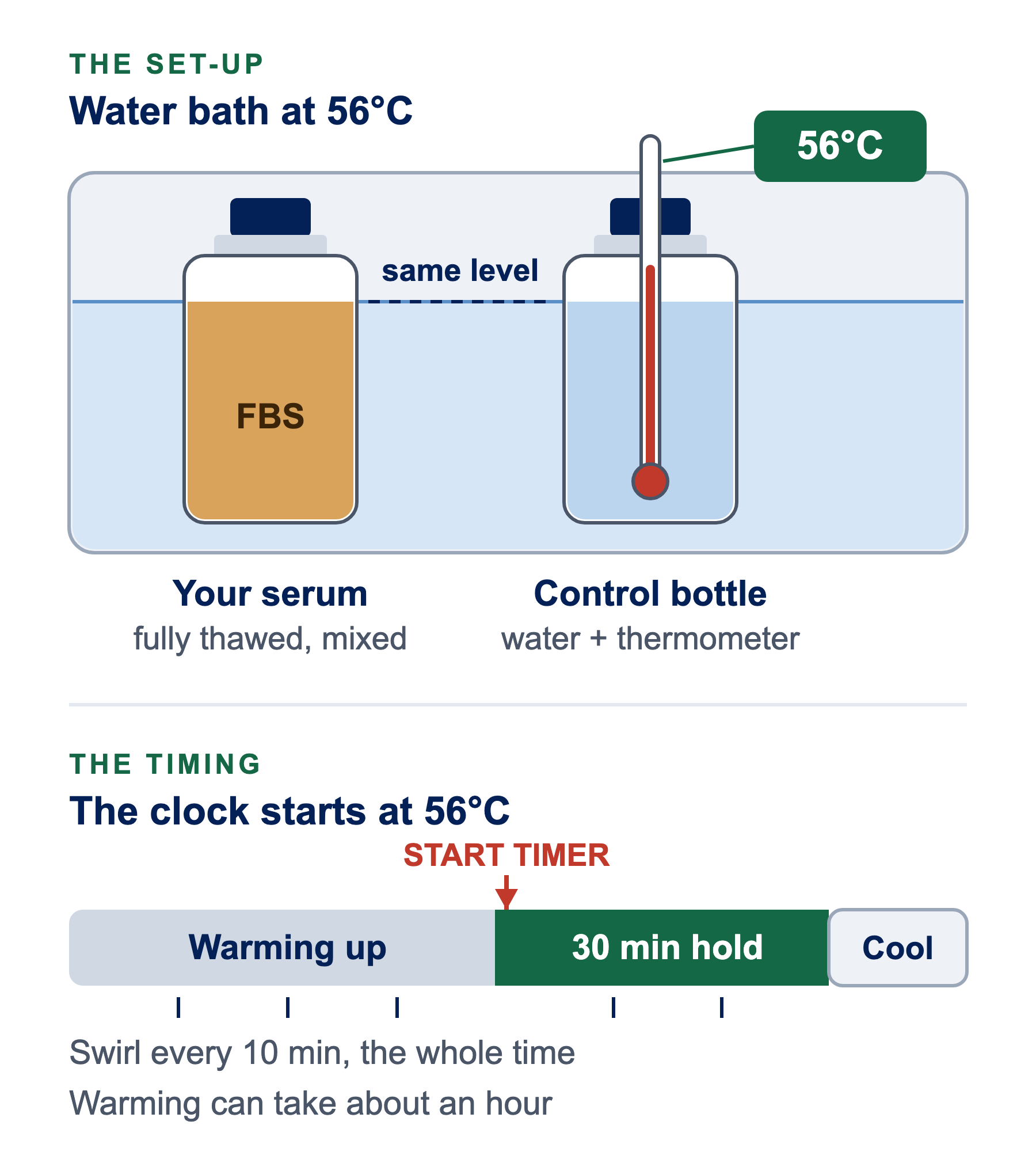 Diagram of heat inactivating FBS: a serum bottle and a control bottle of water with a thermometer stand in a 56°C water bath with the water level matching the serum level; a timeline shows warming up, then a 30 minute hold that starts when the control reads 56°C, then cooling, with swirling every 10 minutes