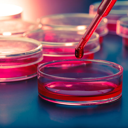 Cell Culture Supplements