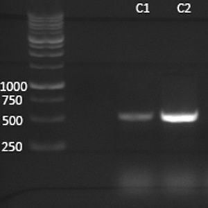 Mycoplasma PCR Detection Kits