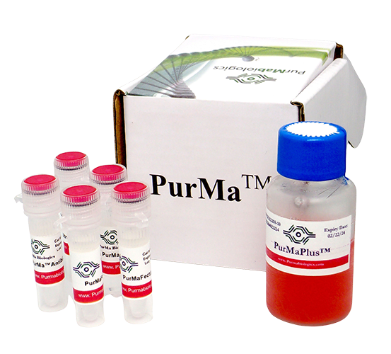 PurMaFectin Ultra Transfection Reagent kit with reagent vials, PurMaPlus booster bottle and PurMa branded box