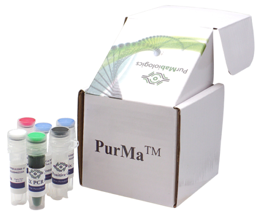 Mycoplasma PCR Detection Kit