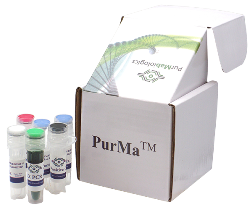 Mycoplasma PCR Detection Kit