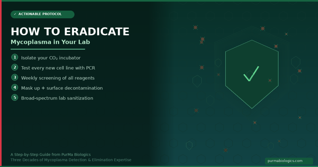 A 5-step protocol to eradicate mycoplasma featuring the use of a Proprietary lab Surface Sanitizer.