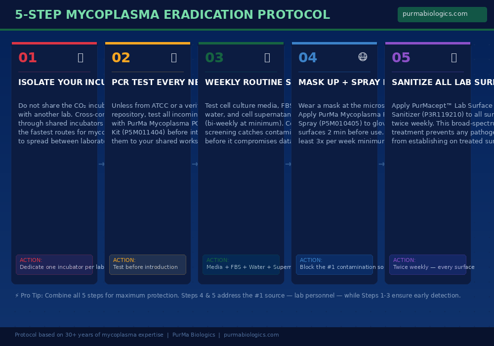 5-Step Mycoplasma Eradication Protocol infographic showing steps from incubator isolation through surface sanitization with PurMa Biologics reagents