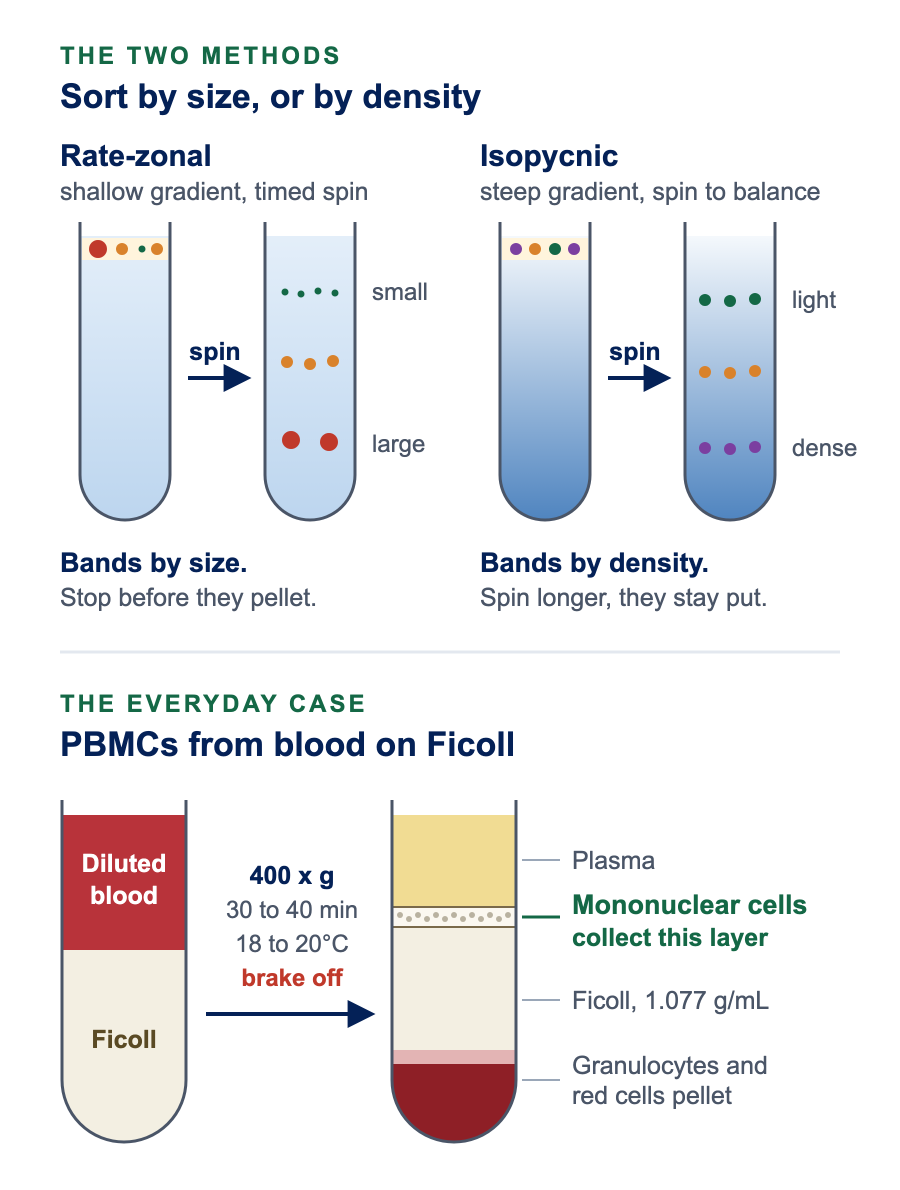 Diagram of density gradient centrifugation. Top: rate-zonal separation sorts particles into bands by size on a shallow gradient; isopycnic separation sorts them by density on a steep gradient. Bottom: diluted blood layered on Ficoll and spun at 400 x g for 30 to 40 minutes at 18 to 20 degrees C with the brake off, giving plasma, a mononuclear cell layer to collect, Ficoll at 1.077 g/mL, and a pellet of granulocytes and red cells.
