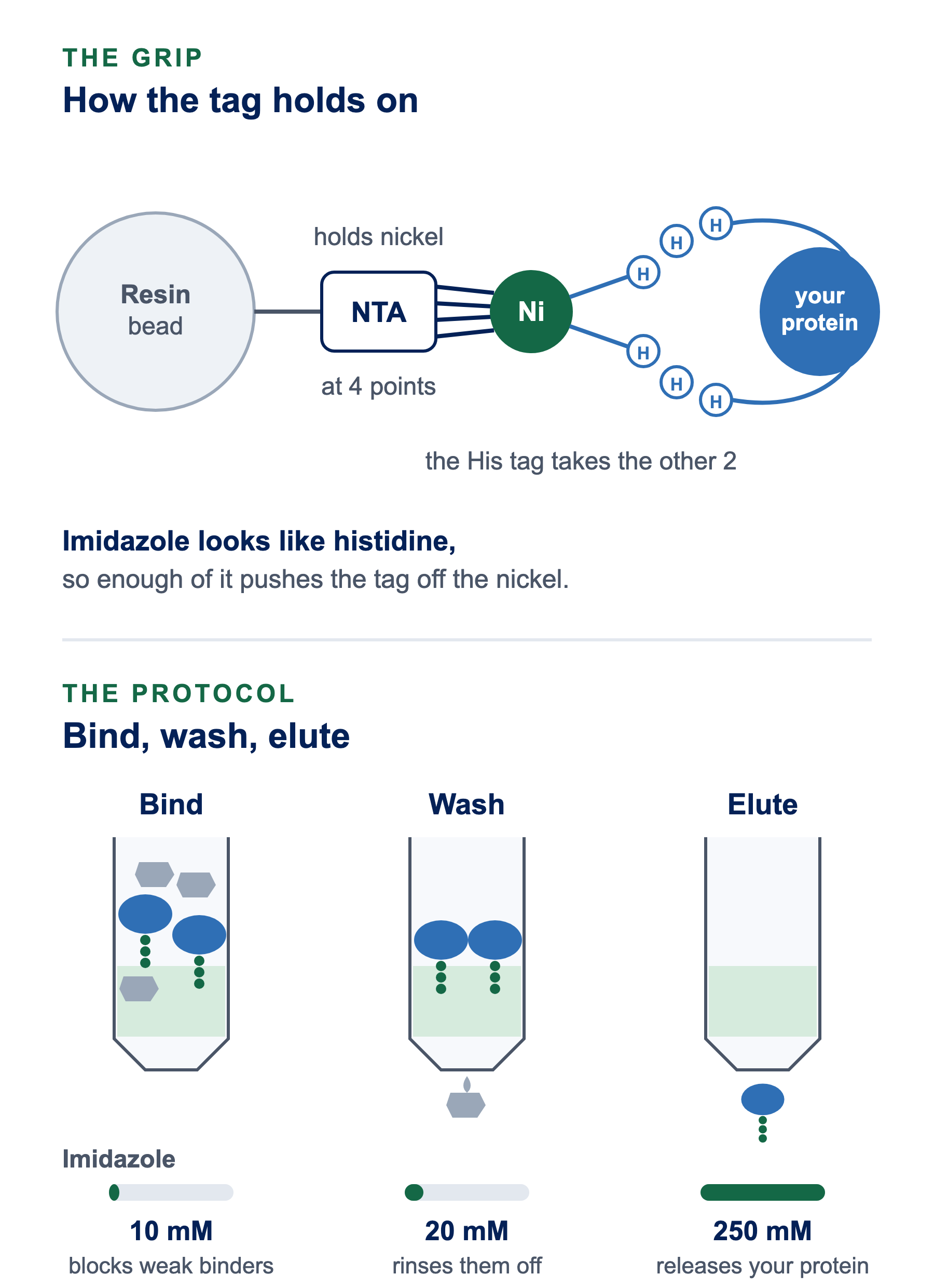 Diagram of His tag protein purification. Top: a resin bead carries NTA, which holds a nickel ion at four points; two histidines of the six-histidine tag on the protein take the other two. Imidazole looks like histidine, so enough of it pushes the tag off. Bottom: bind at 10 mM imidazole, wash at 20 mM to rinse off weak binders, elute at 250 mM to release the protein.